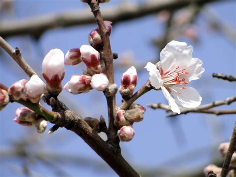 Free Images Nature Branch Fruit Flower Bloom Food Produce
