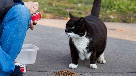 a beloved stray cat was fatally mauled but was it intentional cruelty the new york times