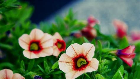 19 Gambar Bunga Bunga Yg Indah Yang Lagi Viral Informasi Seputar