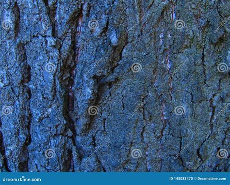 Dark Tree Bark Stock Photo Image Of Forest Village 148033470