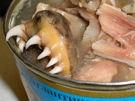 World S Most Bizarre Canned Foods