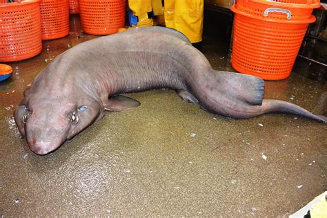 Weird Blobfish Looking Sofa Shark Discovered In Scottish