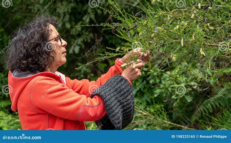 mature woman picking berries in hedge stock image image of outdoors caucasian 198225165