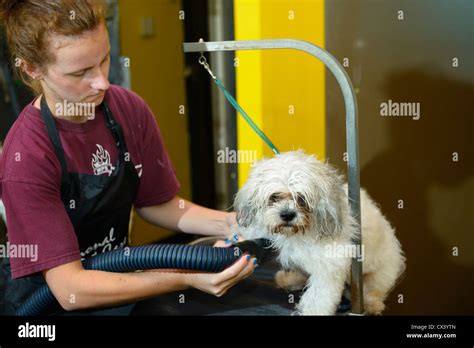 Grooming A Pet Hi Res Stock Photography And Images Alamy