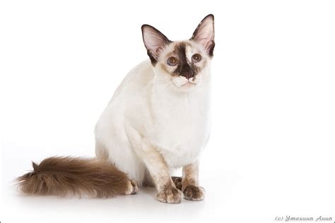 Filebalinese Cat 1 Wikimedia Commons