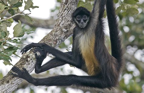 El Mono Araña Es La Principal Víctima Del Tráfico Ilegal En Culiacán