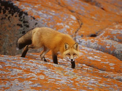 Red Fox Wallpapers Wallpaper Cave