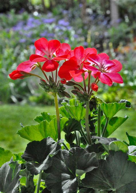 Geranium Care In Spring Summer And Winter