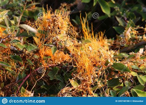 Dodder Weed Grows Without Leaves And Roots Stock Photo Image Of Grows