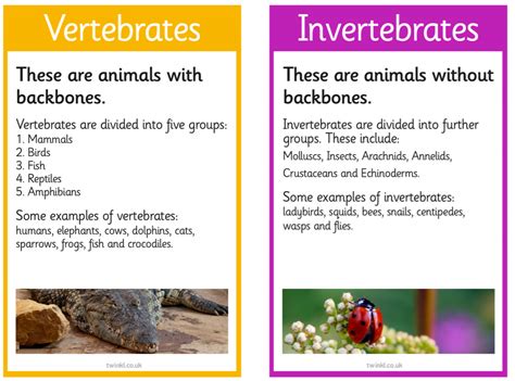 Year 4: Vertebrates and invertebrates