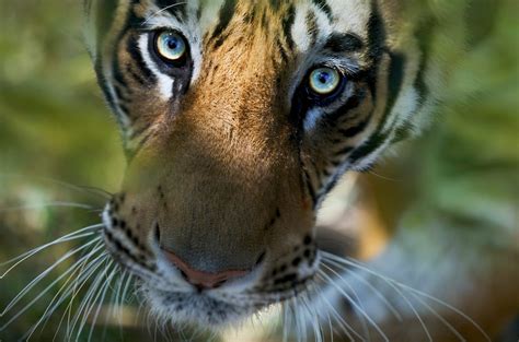 Eye On The Tiger The Worlds Largest Ever Exhibition Of Tiger