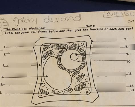 Label Plant Cell Organelles And Functions Diagram Quizlet