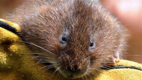 100 Water Voles Released At Cosmeston To Boost Numbers Bbc News