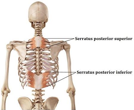 Serratus Posterior Superior Origin And Insertion