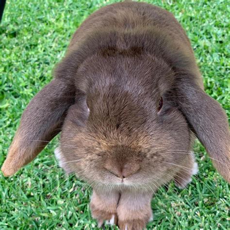 Holland Lop Color Guide — Hickory Ridge Hollands