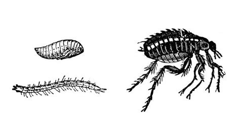 Drawing Of A Of A Flea Illustrations Royalty Free Vector Graphics