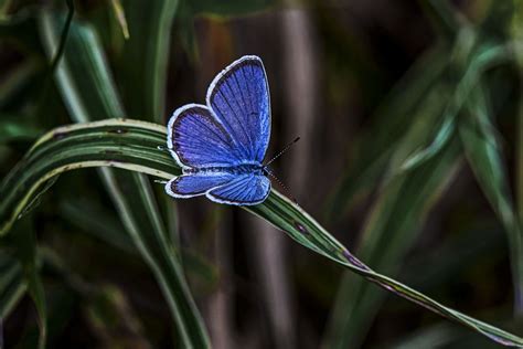 Blue Butterfly In The Bushes Smithsonian Photo Contest Smithsonian
