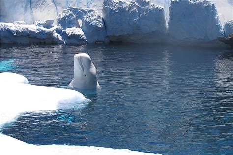 Where Do Beluga Whales Live Worldatlas