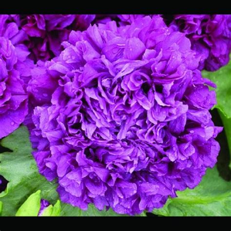 Herbaceous peonies and tree peonies. purple peony poppy seeds | Gardens & gardening tips ...