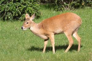 See restaurant menus, reviews, hours, photos, maps and directions. Chinese Water Deer Facts, Habitat, Diet, Life Cycle, Baby ...