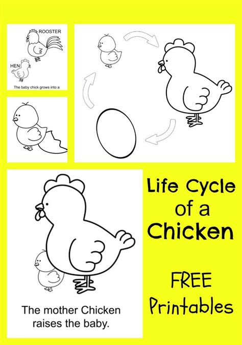 Life Cycle Of A Chicken Worksheet Brigitte Barnhart