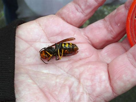 Maybe you would like to learn more about one of these? Großeinsatz in der Mannheimer Gartenstadt ...