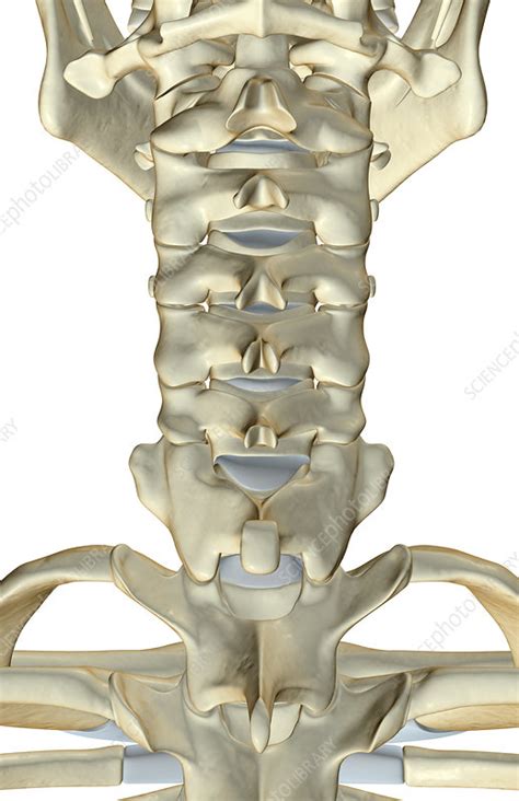 It runs down the back part of the neck, and opens into the external jugular vein just below the middle of its course. The bones of the neck - Stock Image - F001/8913 - Science Photo Library