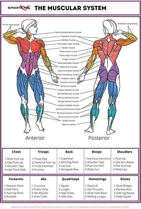 Sportaxis Muscular System Anatomy Poster With Coloured