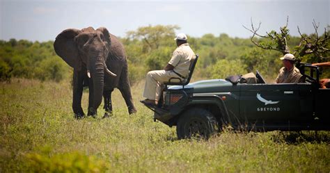 Timbavati Nature Reserve Land Of The Rare White Lions And Luxury