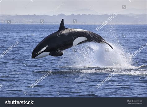 Killer Whale Orcinus Orca Stock Photo 554899423 Shutterstock