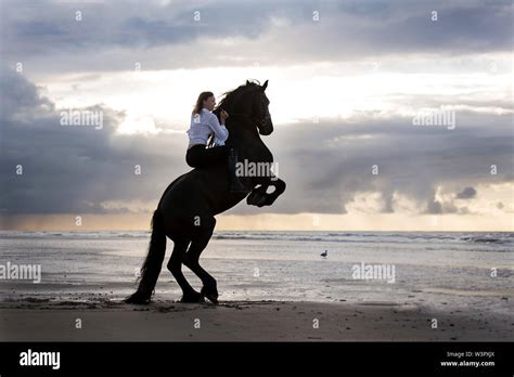 Friesian Horse Beach Hi Res Stock Photography And Images Alamy