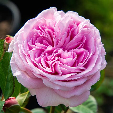 Summer Romance™ Floribunda Rose Floribunda Roses Edmunds Roses