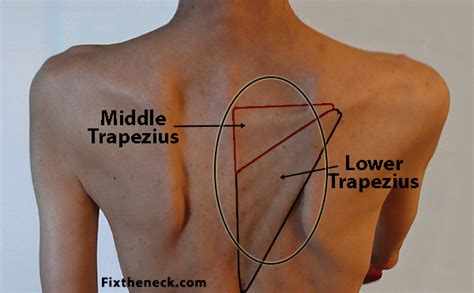 They hold your rib cage together and help it expand when you move, bend, or breathe. muscle knots in shoulder blade