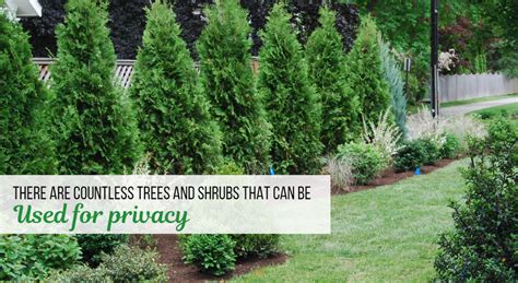 How To Choose The Best Privacy Trees