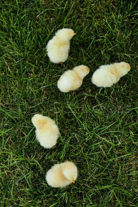 Cute Fluffy Baby Chickens On Green Grass Top View Farm Animals Stock