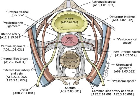 Pelvic Anatomy Female Ligaments Surgical Anatomy Of The Female Pelvis By Laparoscopy Related