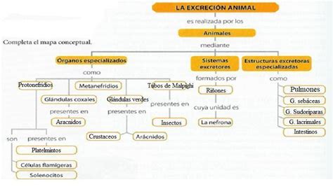 Mapa Conceptual De Las Sustancias De Desecho En La Excresion Animal