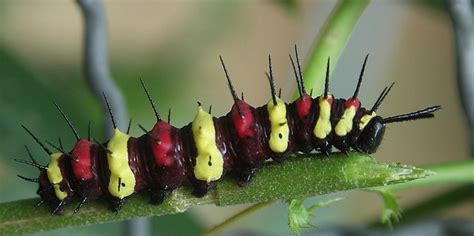 Confessions Of A Lepidoterist Caterpillar Couture Fashion And