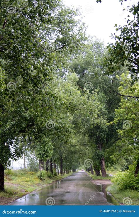 Green Tree Alley Stock Image Image Of Nature Background 46817615