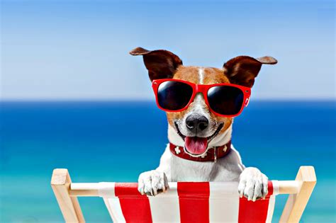 Summer Activities For Dogs Therapy Pet