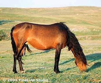 cayuse indian pony horses caballos pony