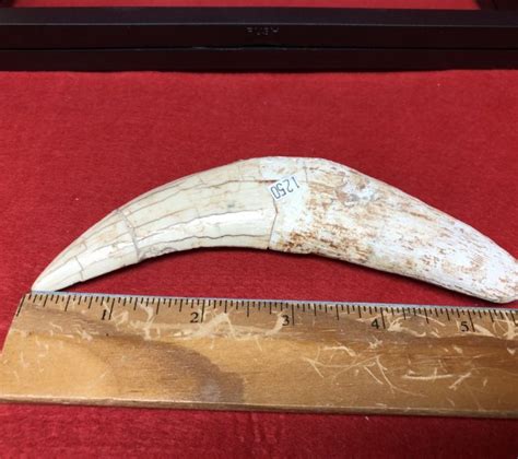 Saber Tooth Tiger Tooth Fossils Artifacts For Sale Paleo Enterprises