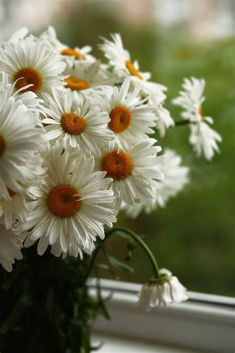 Bouquet Of Big Chamomile Flowers On The Window Sill Stock Photo Image