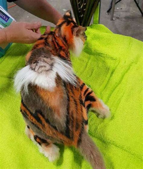 Unik 10 Model Grooming Kucing Ini Bikin Kalian Gemas Sekaligus Kagum