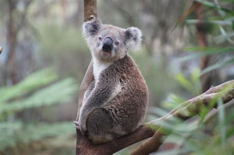 Fotos Gratis Dulce Animal Fauna Silvestre Zoo Mamífero Descanso