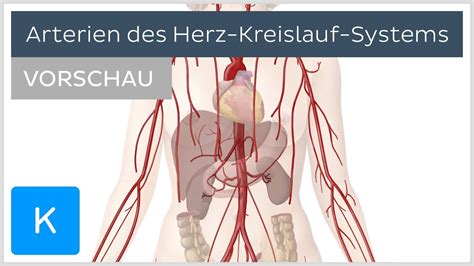 Arterien Des Herz Kreislauf Systems Verlauf Und Funktion Vorschau