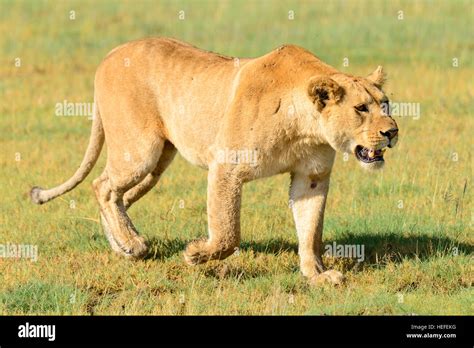 A Wild Female Adult Lion Panthera Leo Lioness Prowls On Savannah Savanna Marshland Near Ndutu