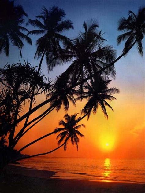 Whimsical Raindrop Cottage Palm Tree Sunset Sunset Painting Beach