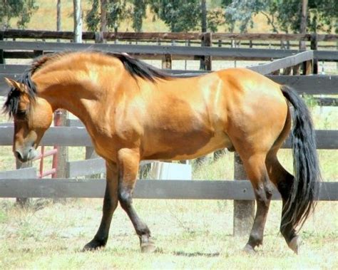 kiger mustang horse info origin history pictures