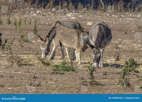Group Of Donkeys Grazing In The Countryside Stock Image Image Of Nature Mammal